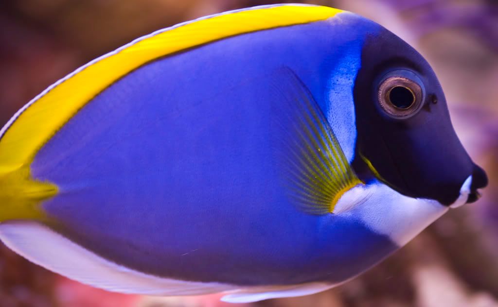 Hybrid Powder Blue Tang The Reef Tank
